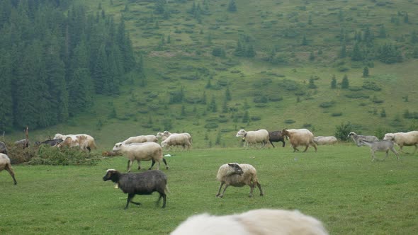 Flock of Sheep in Meadow on Green Grass