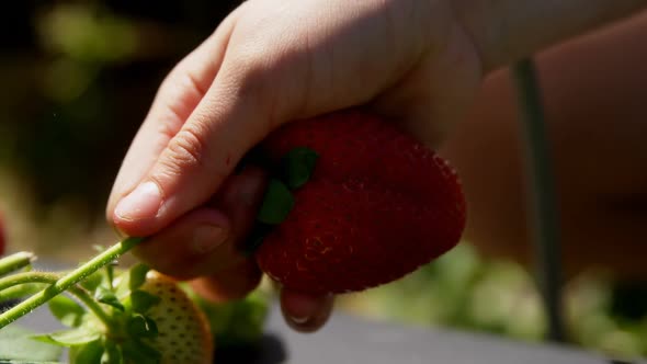 Girl picking strawberry in the farm 4k alt