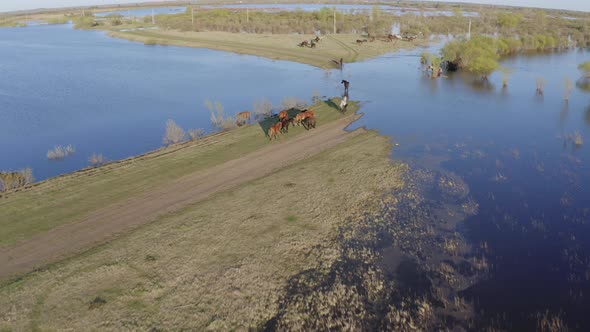 The Horse Herd Graze Along the Shore of the Lake. Wild Horses in Nature