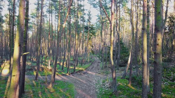 Forest drone sunset. Beauty evening shine. Natural sunny day. Season landscape