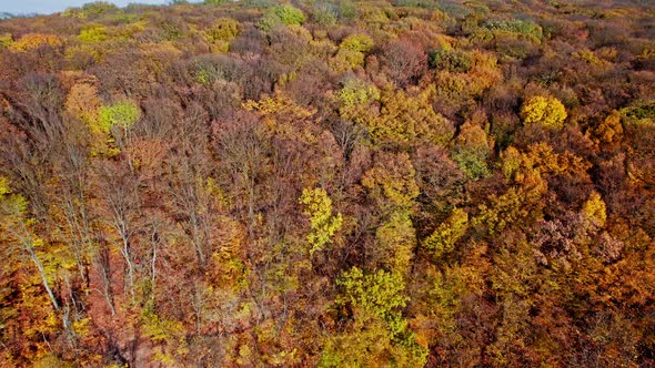 Aerial Shot of Forest in Fall Season alt