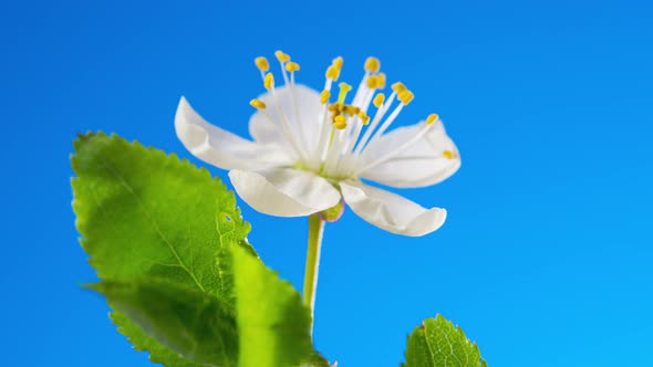 Cherry Blossom Timelapse. Bud Blooms Close Up