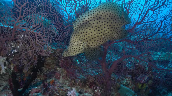 barramundi fish hiding in sea fans alt