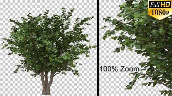 Breezy Nut Tree Bush - Alpha Channel