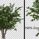 Breezy Nut Tree Bush - Alpha Channel - VideoHive Item for Sale