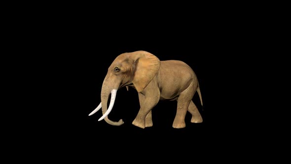4K Circus Tiny Elephant Walk alt