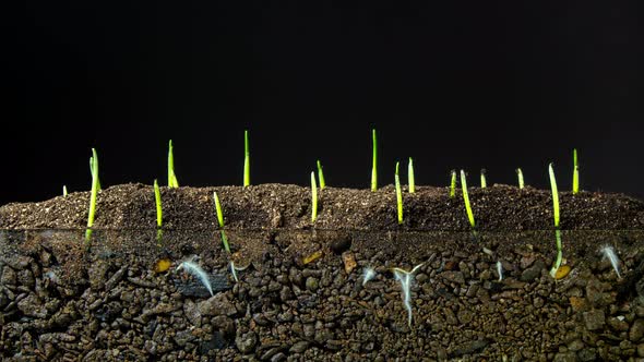 Wheat Sprout on Black 2 alt