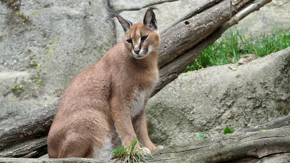 Caracal (Caracal caracal) or African lynx with long tufted ears	