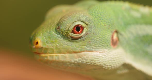 Lau Banded Iguana Brachylophus Fasciatus is an Arboreal Species of Lizard alt