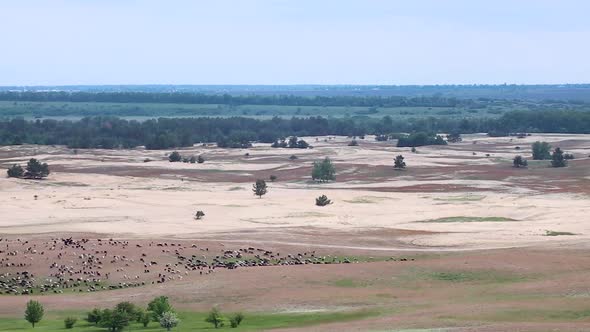 Desert in spring distant view on goats pasture