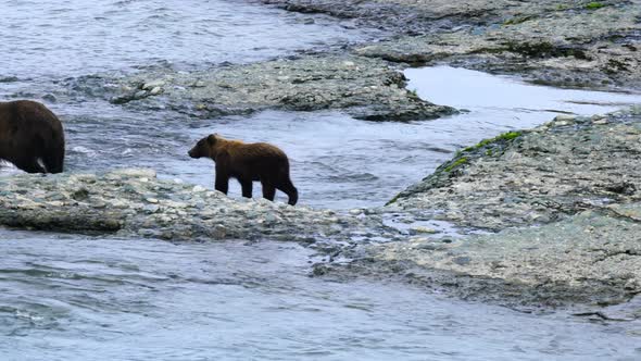 Female Grizzly Bear Walks along the Riverside with Cubs Following