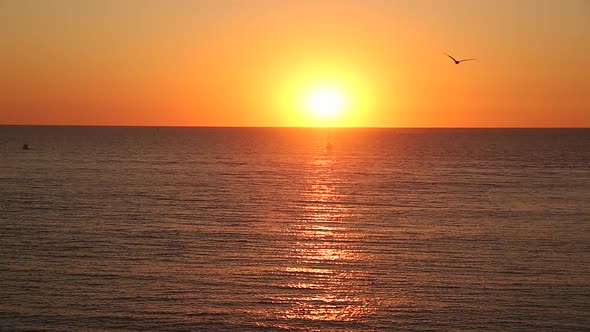 Seagulls During Sunset