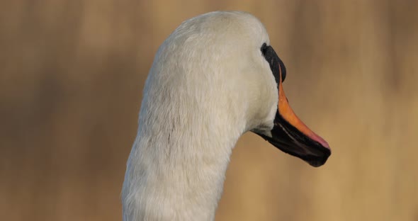Portrait of mute swan, cygnus olor. alt