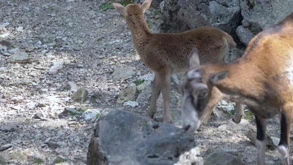 Close up of cute Mouflon Family foraging for food on rocky ground in wilderness. Ovis Orientalis Mus alt