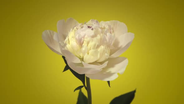 Timelapse of Flowering Pink Peonies Blooming on Isolated on Yellow Background alt