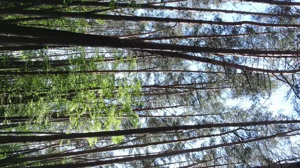 Vertical Video of Forest Landscape in Summer Slow Motion alt