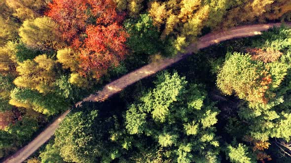 Aerial drone view of colorful forest in autumn.