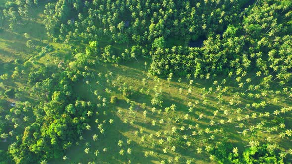 An aerial view from a drone flying over many coconut trees alt