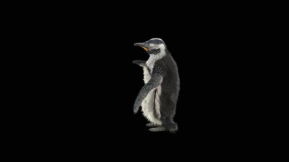 79 Penguin Dancing HD alt