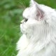 Close Up Of Persian Cat On Green Grass - VideoHive Item for Sale