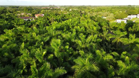 Aerial perspective of a palm three farm in Southern Florida, homestead area alt