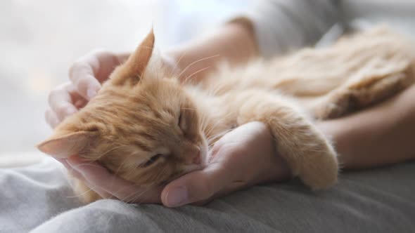 Woman Is Stroking Cute Ginger Cat on Windowsill. Fluffy Pet Purring with Pleasure. Cozy Home. alt