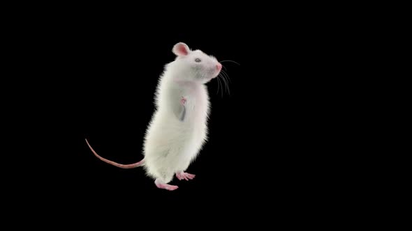 Rat Dancing Hd alt