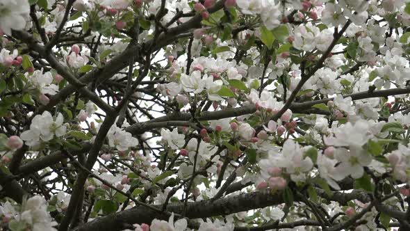 Apple Blossom 2
