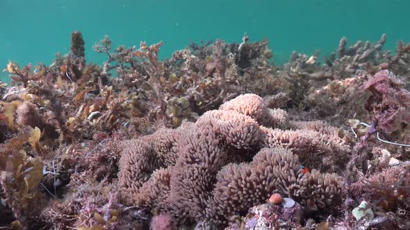 Wide angle shot of clownfishes swimming in their anemone surrounded by sea grass. alt