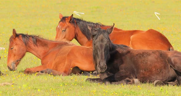 Horses Grazing on a Green Meadow in a Mountain Landscape alt