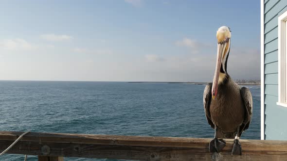 Wild Brown Pelican on Pier California Ocean Beach USA