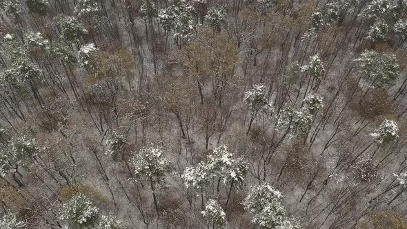 Descending on the snowed forest tree branches 4K drone footage alt