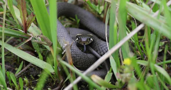 Closeup of grass snake, Natrix natrix alt