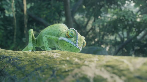 A Chameleon In The Tropical Jungle