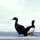 Rock Cormorants on the Falkland Islands (Islas Malvinas). - VideoHive Item for Sale
