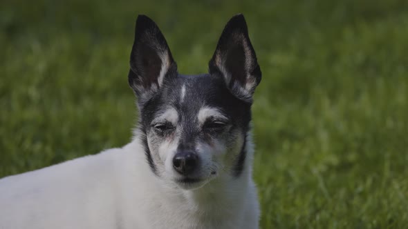 Adorable Toy Fox Terrier Dog Relaxing on Grass Outside alt