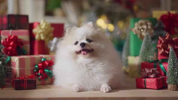 white pomeranian smile and joyful with christmas tree decorating and colorful present gift