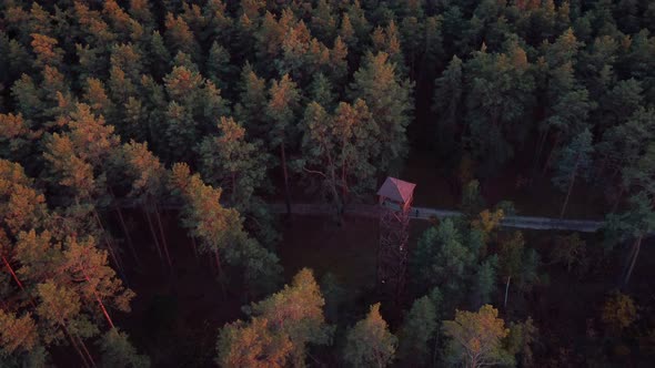 Fire fighter`s tower in pine forest lit by warm setting sun rays