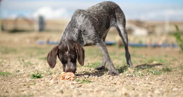 A Hungry and homeless stray female dog eats food on the farm. alt