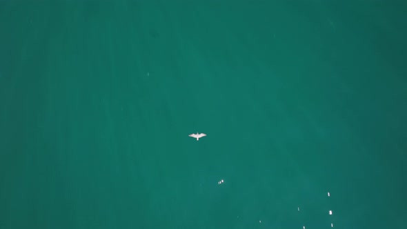 Bird of Astonishing Beauty  Albatross Flying Above Mighty Greenish Ocean alt