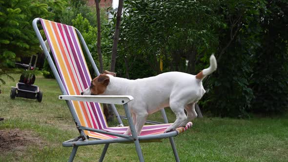 Jack Russell Terrier Dog is Resting on a Sun Lounger alt