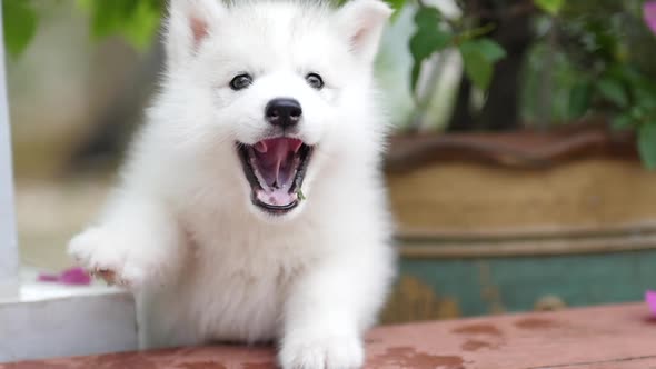 Cute Siberian Husky Puppy Playing In The Park And Look At Camera,Slow Motion alt