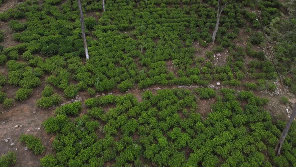 Aerial Footage of Tea Plantations in Sri Lanka