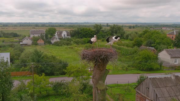 White Stork Stands in a Nest on Tree alt