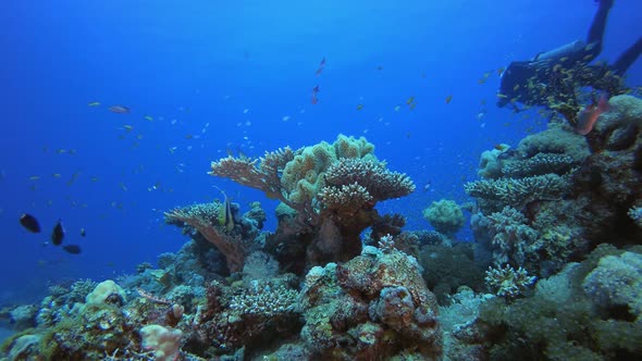 Underwater Background Tropical and A Diver alt