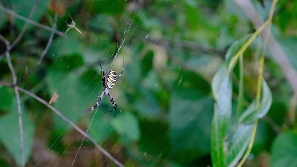 Large Spider Closeup on a Web Against a Background of Green Nature in Forest alt