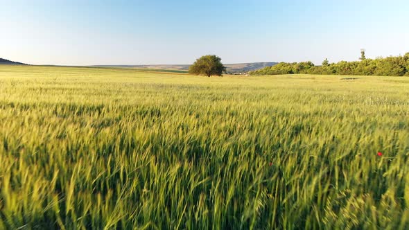 Fight Over Wheat Field