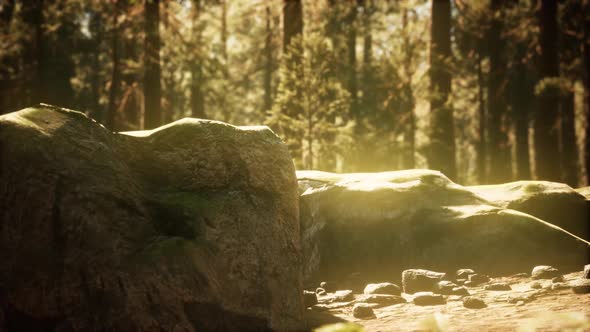 Hyperlapse in Sequoia Forest From Sunrise alt