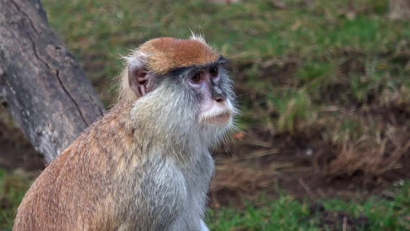 The patas monkey (Erythrocebus patas), also known as the wadi monkey or hussar monkey