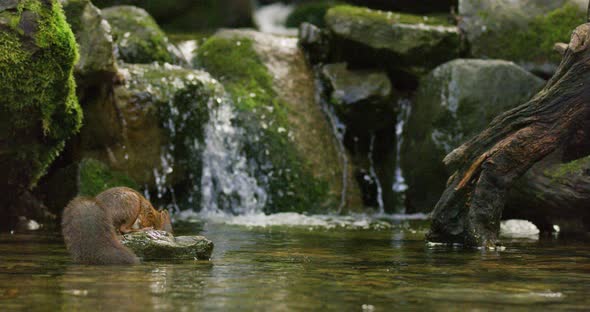 Red Squirrel Swims in the Water and Finds a Nut Then Jumps Away